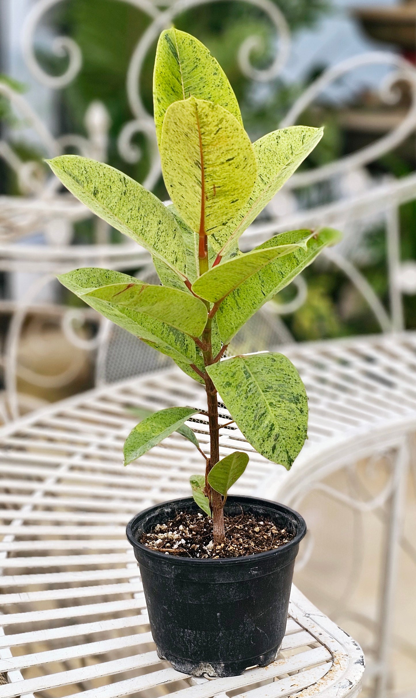 Ficus Shivereana Moonshine
