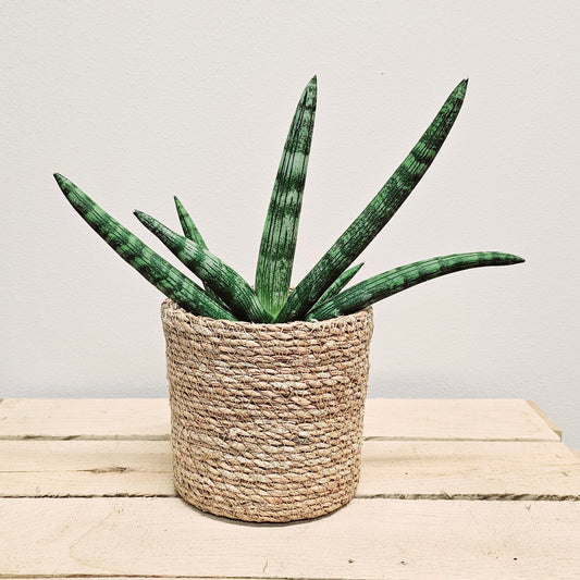 Sansevieria Boncel Starfish Snake Plant