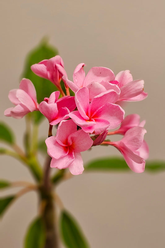 Plumeria - Pink