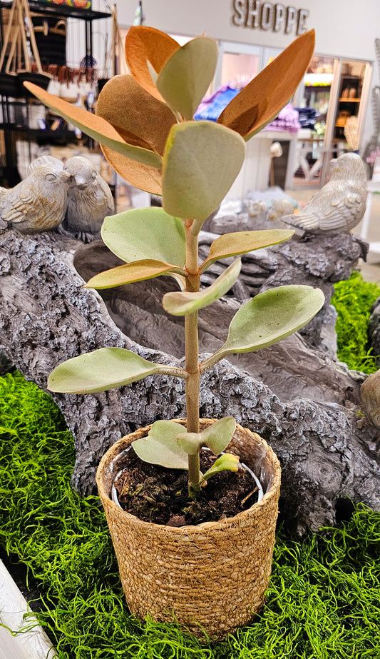 Copper Spoons, Kalanchoe Orgyalis