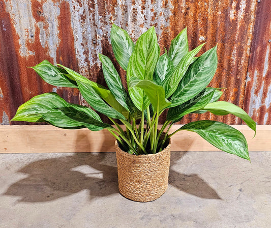 Aglaonema Moonlight Bay