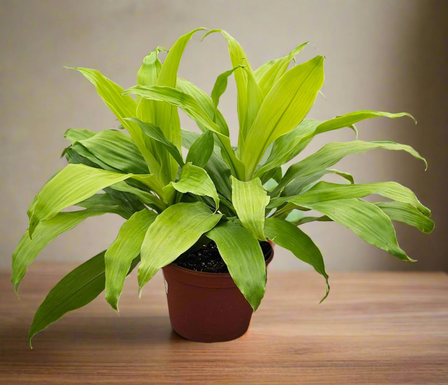 Dracaena Limelight