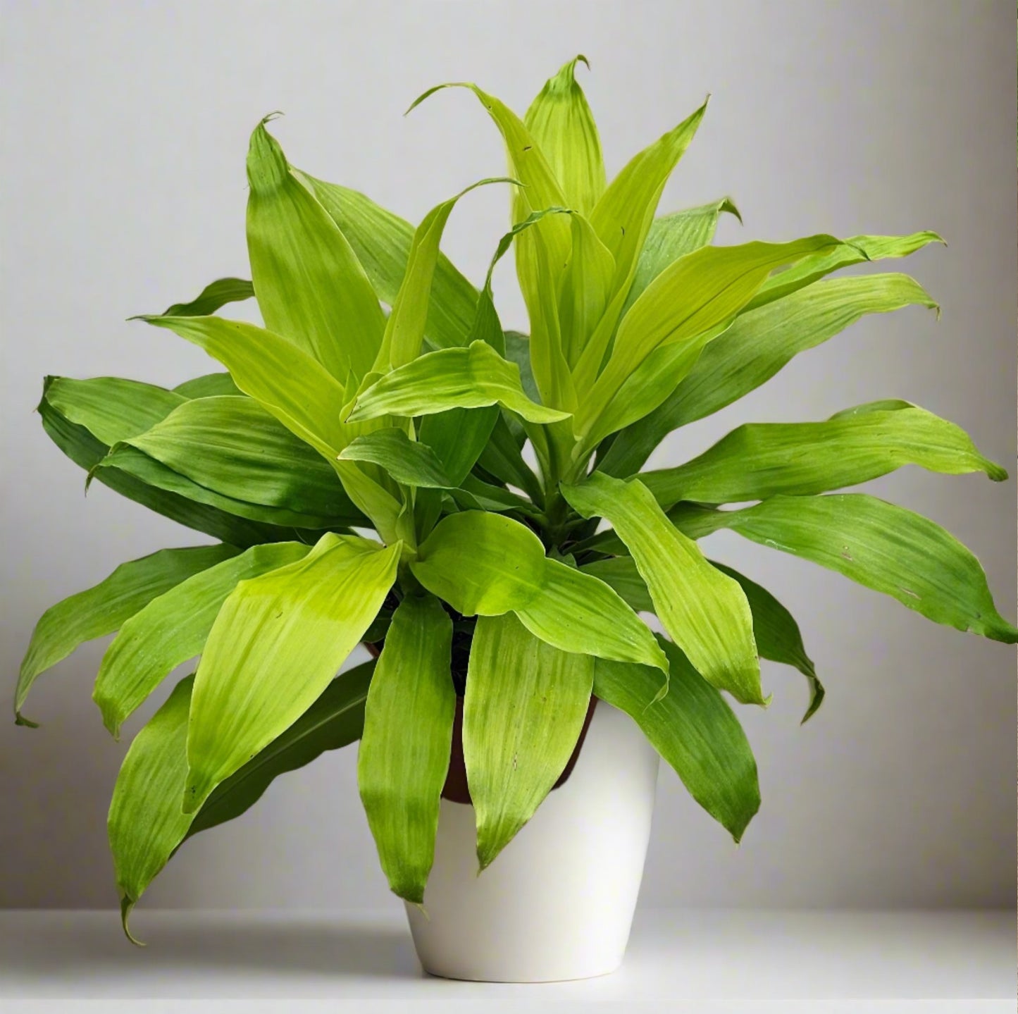 Dracaena Limelight