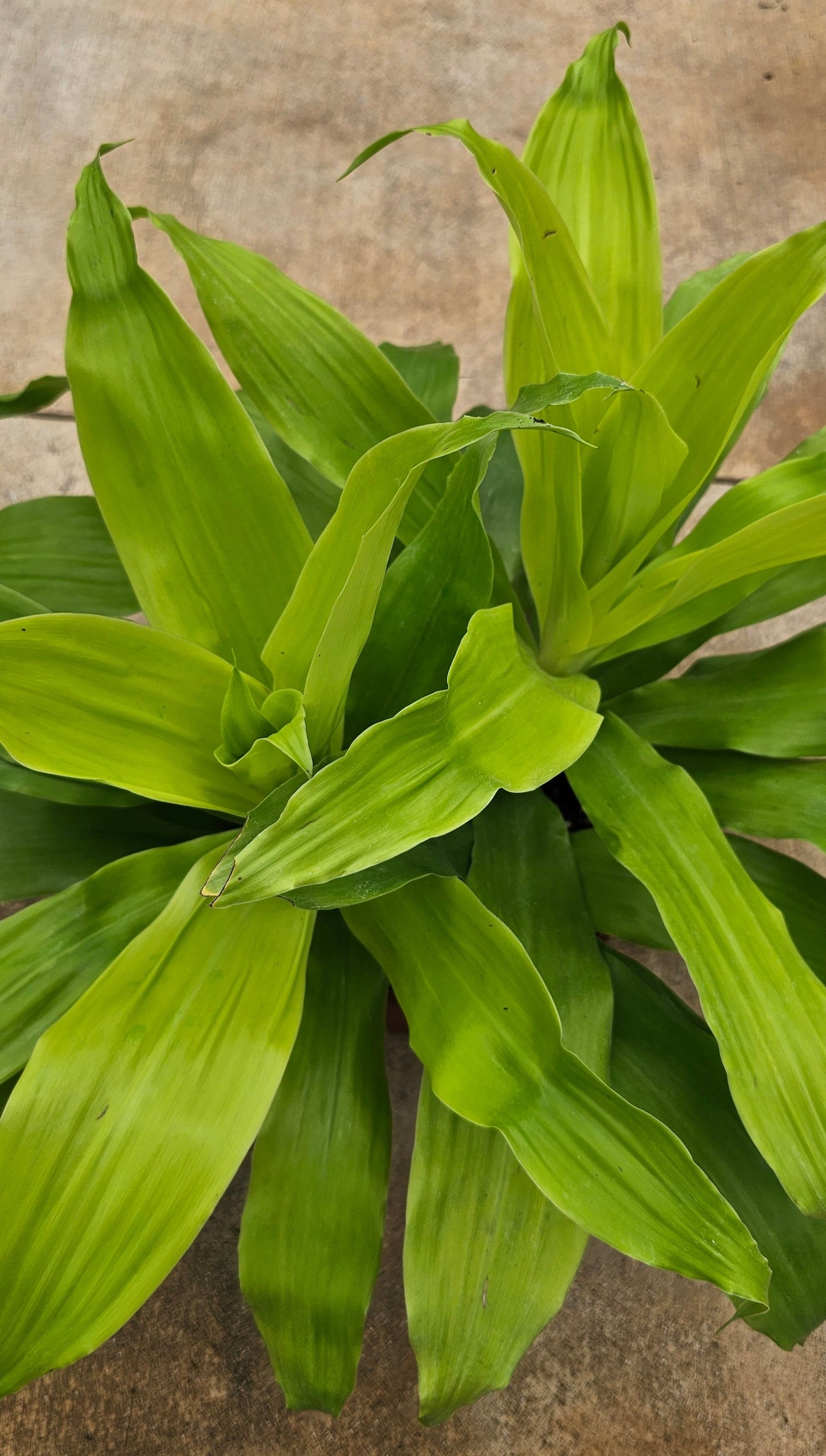 Dracaena Limelight