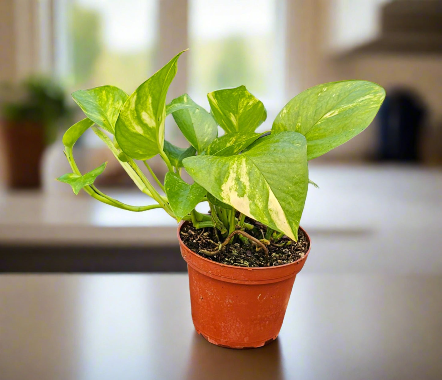 Pothos 'Golden'