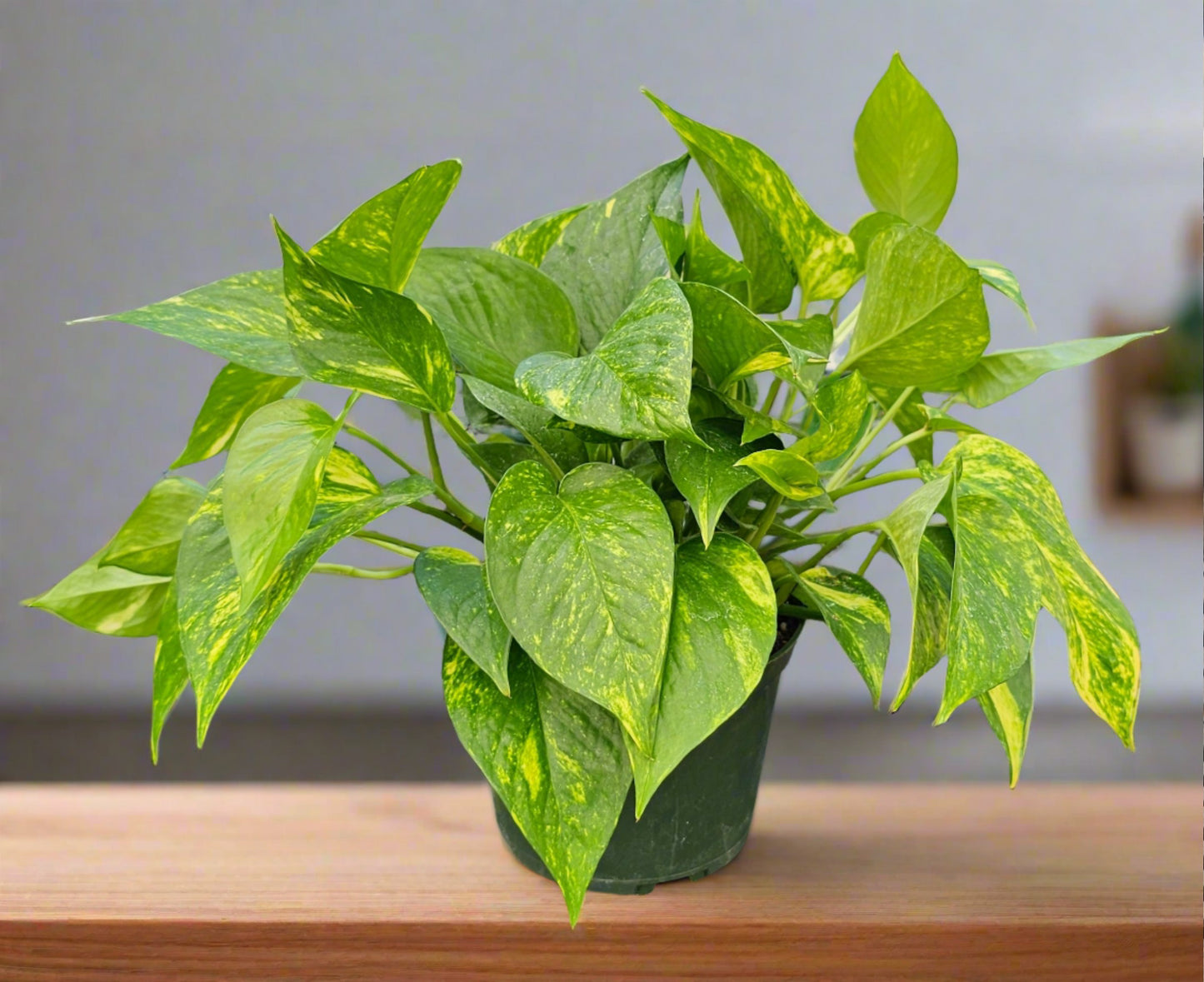 Pothos 'Golden'