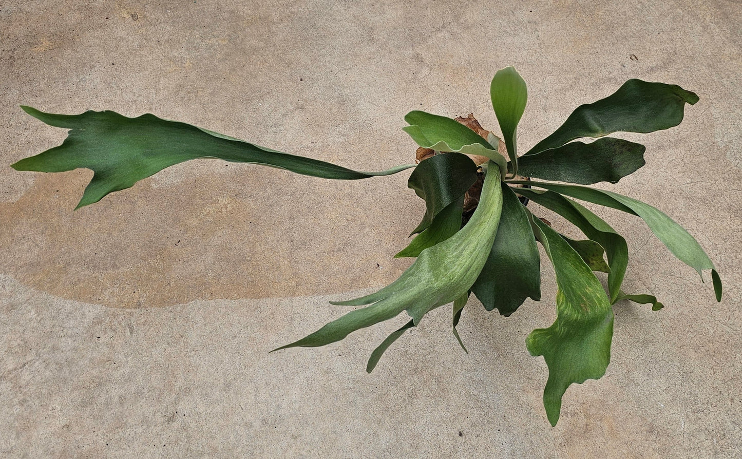 Staghorn Fern