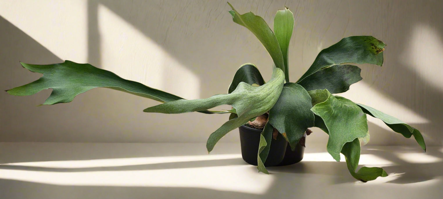 Staghorn Fern