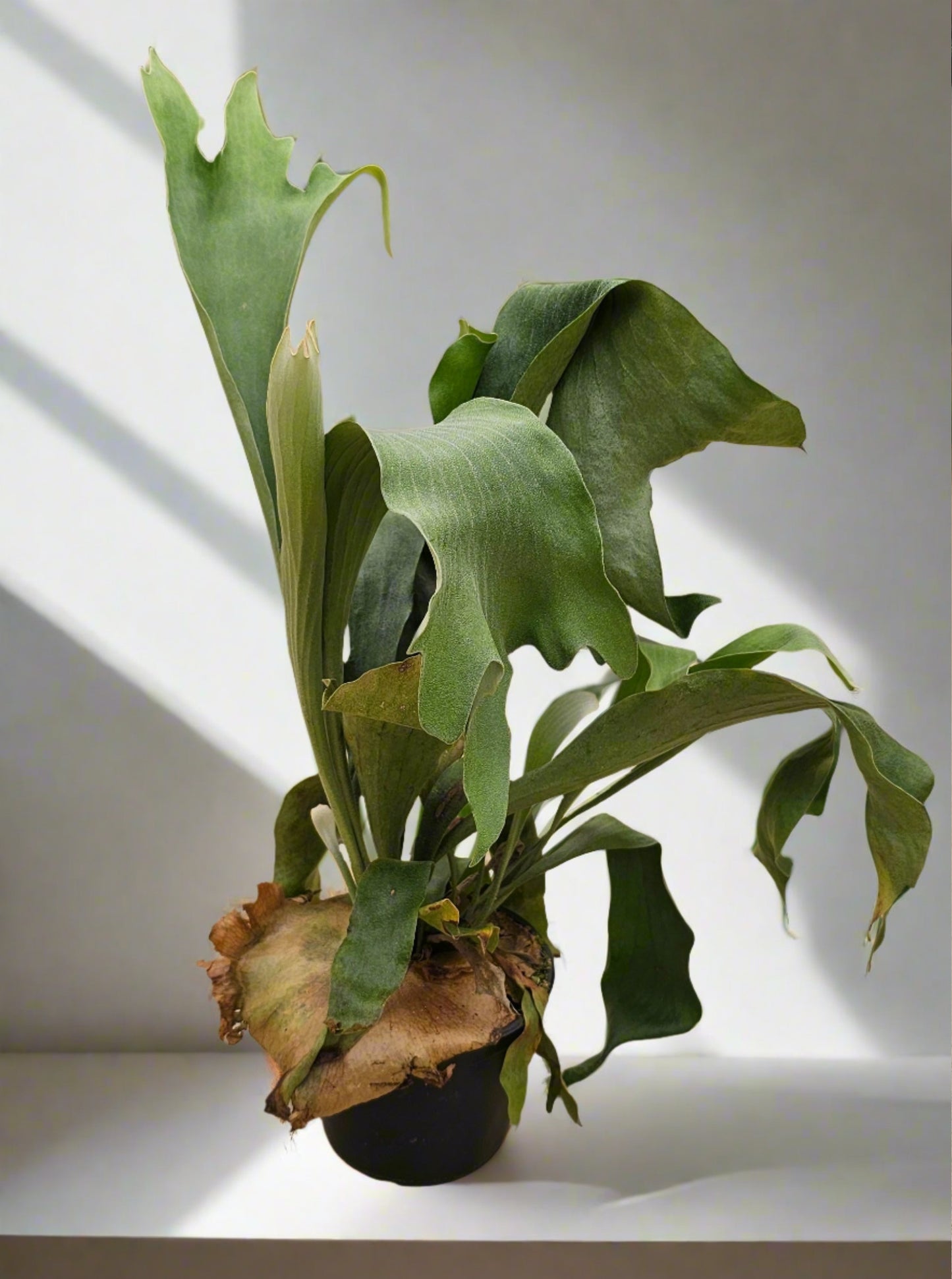 Staghorn Fern