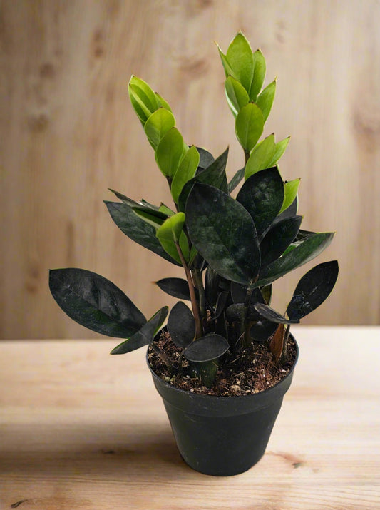 ZZ Plant Black