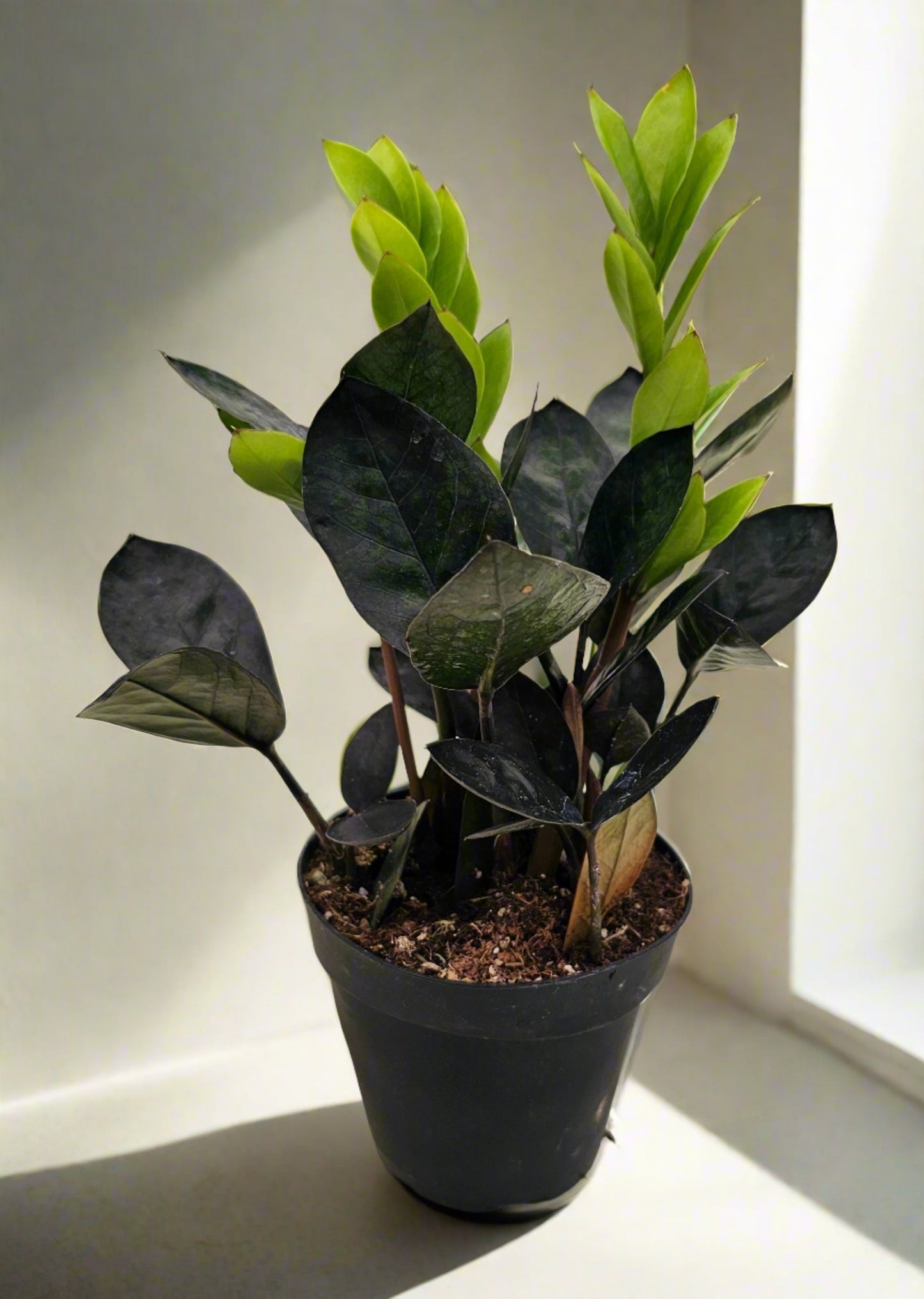 ZZ Plant Black