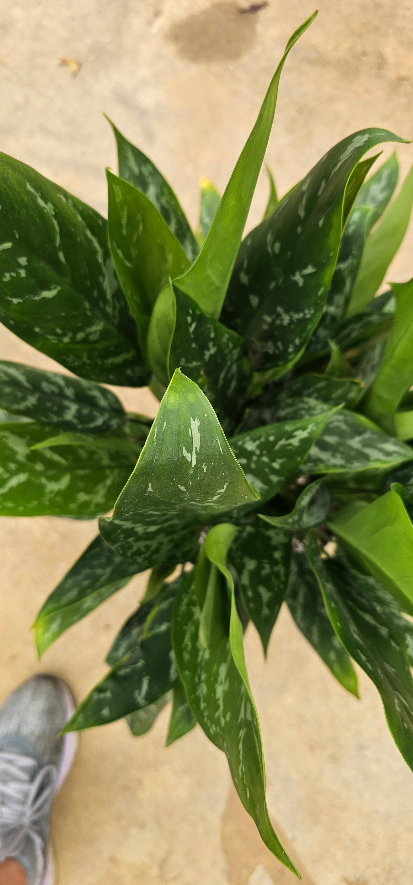 Aglaonema Green Lady