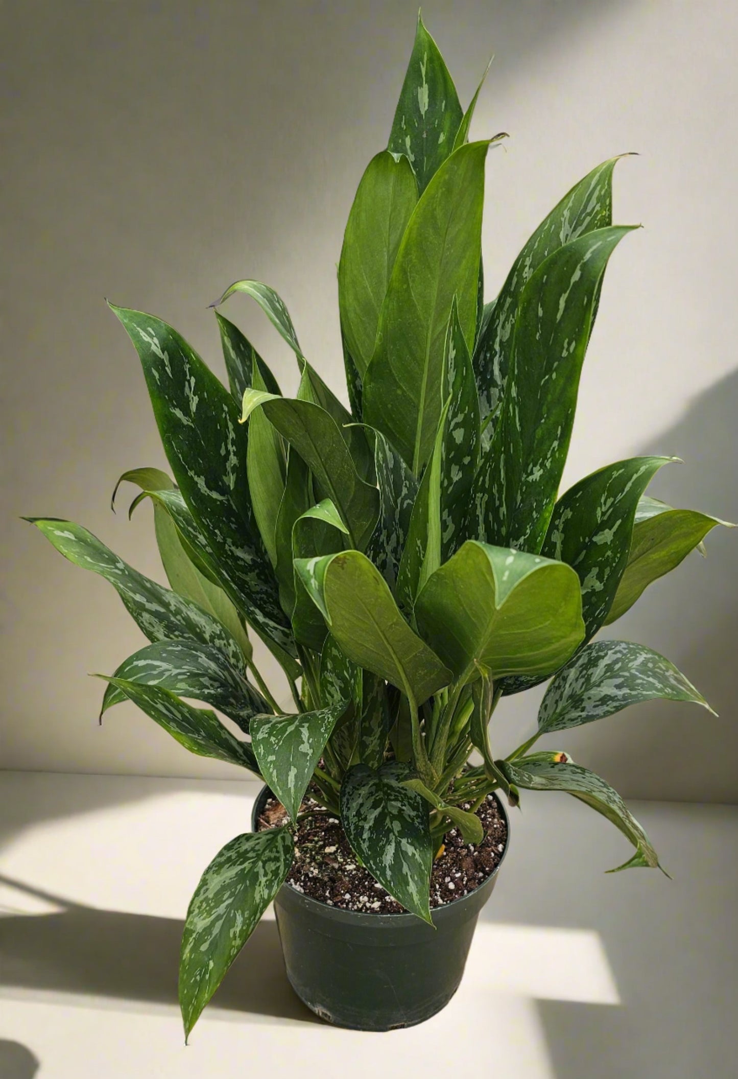 Aglaonema Green Lady