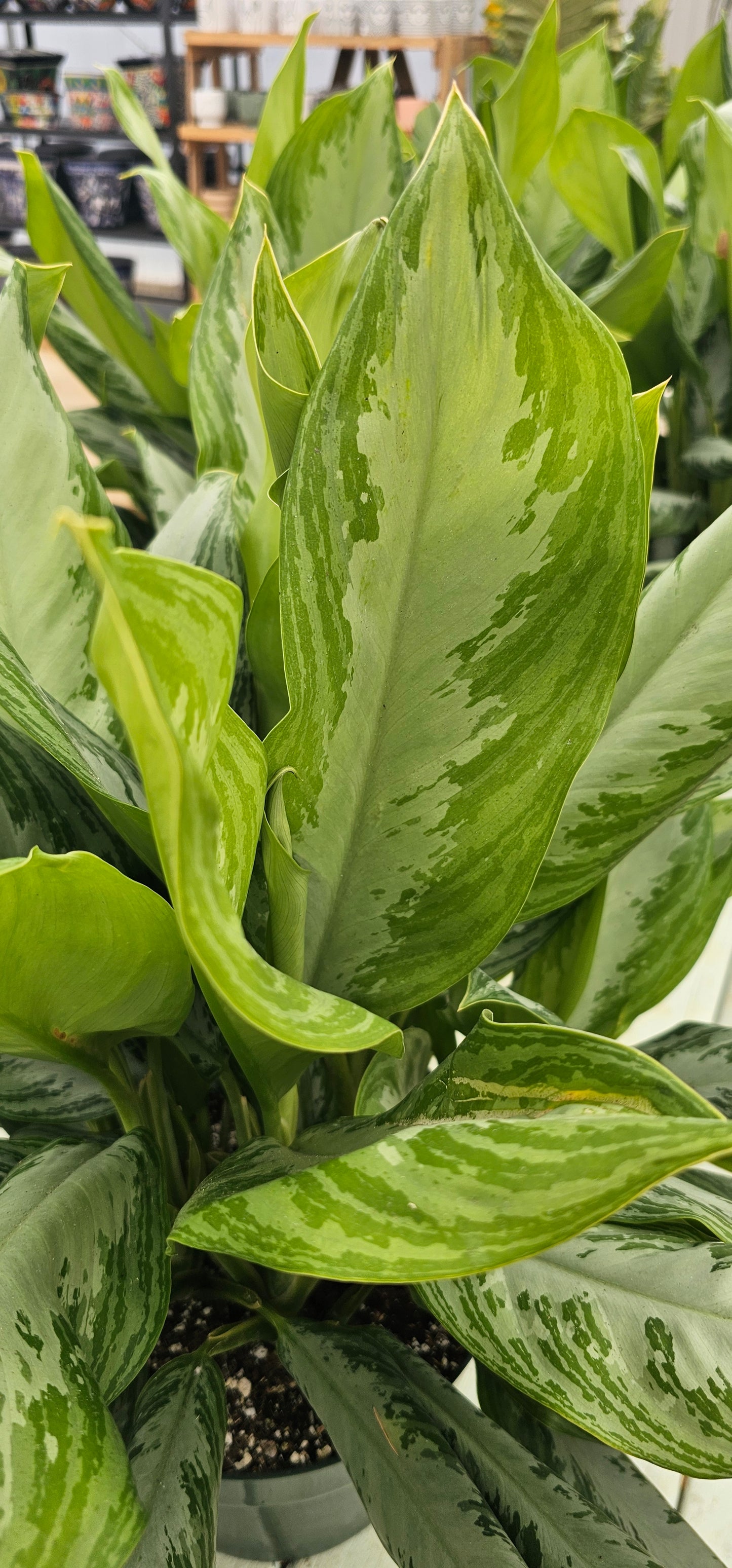 Aglaonema Silver Bay