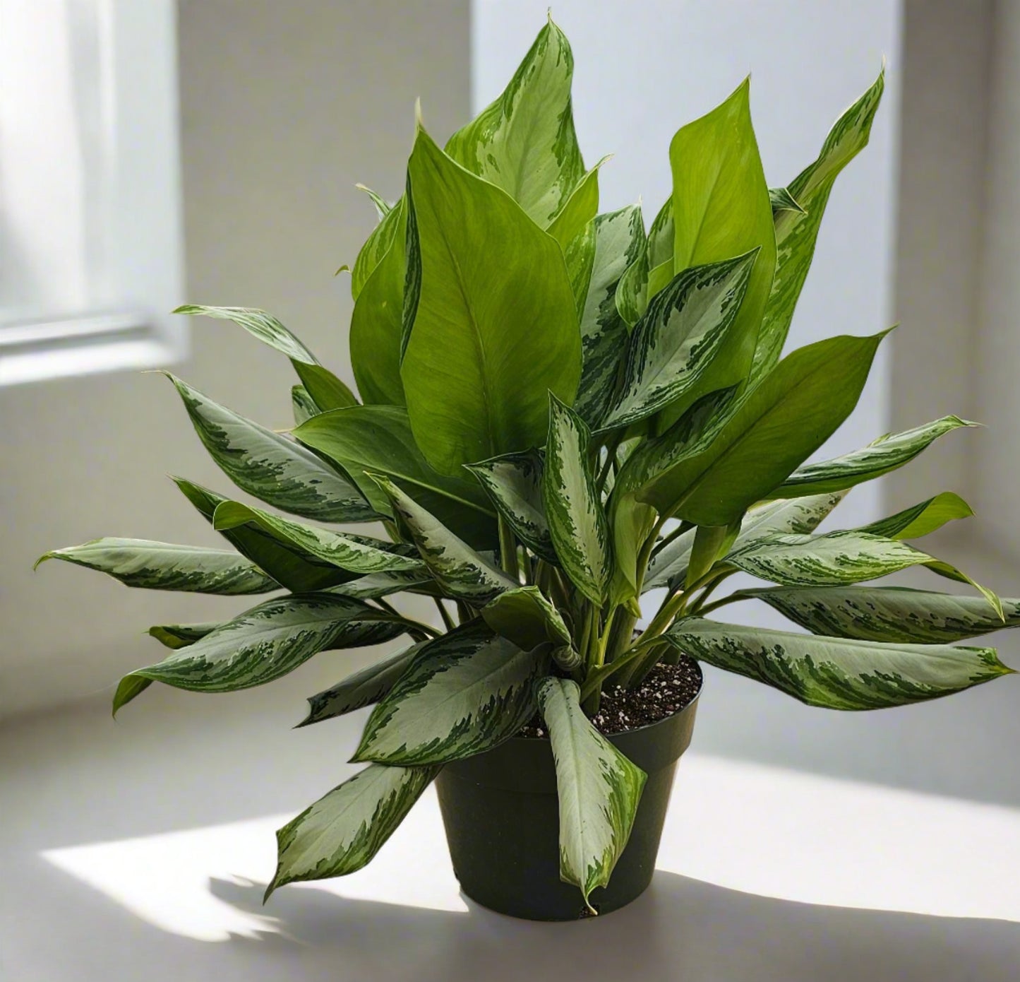 Aglaonema Silver Bay