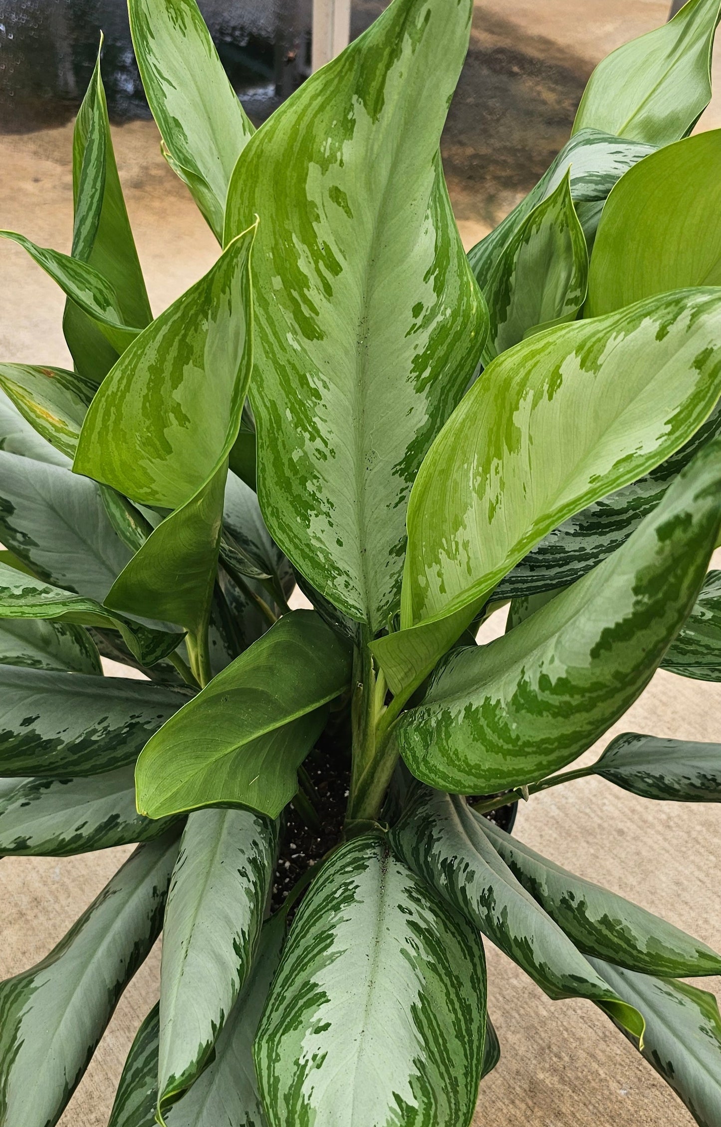 Aglaonema Silver Bay