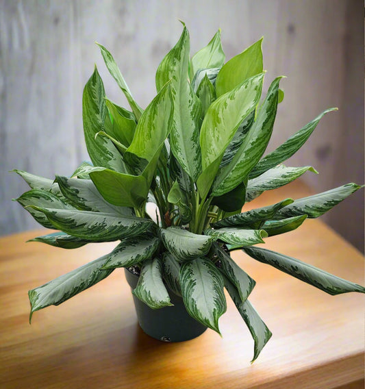 Aglaonema Silver Bay