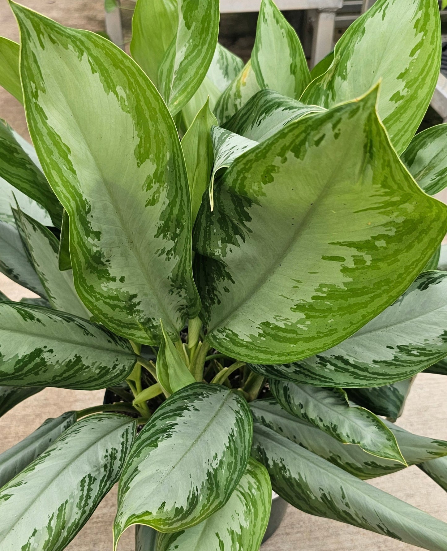 Aglaonema Silver Bay