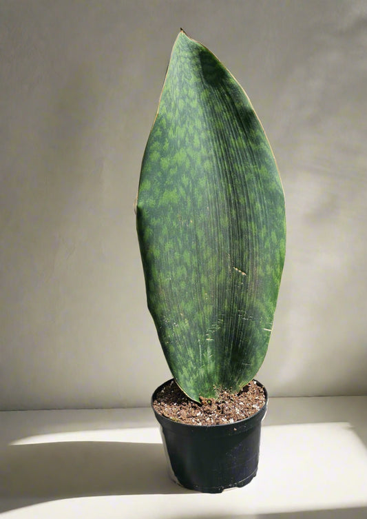 Sansevieria Whale Fin (Sansevieria Masoniana)