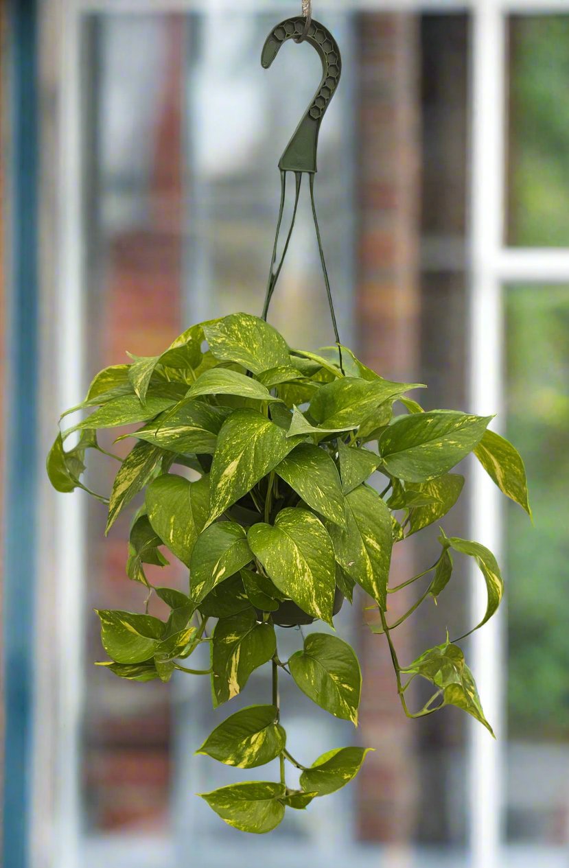 Pothos 'Golden'