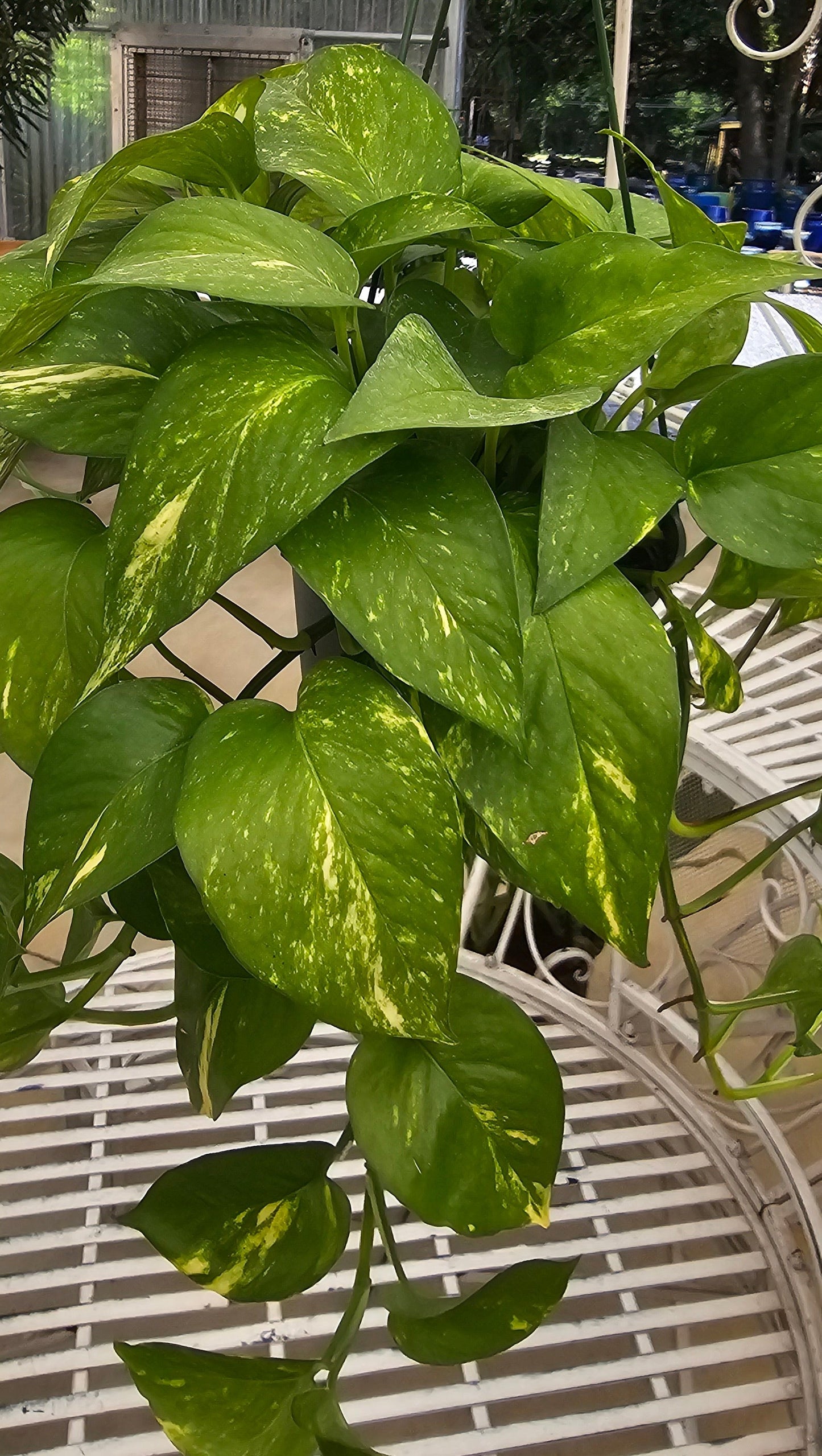 Pothos 'Golden'