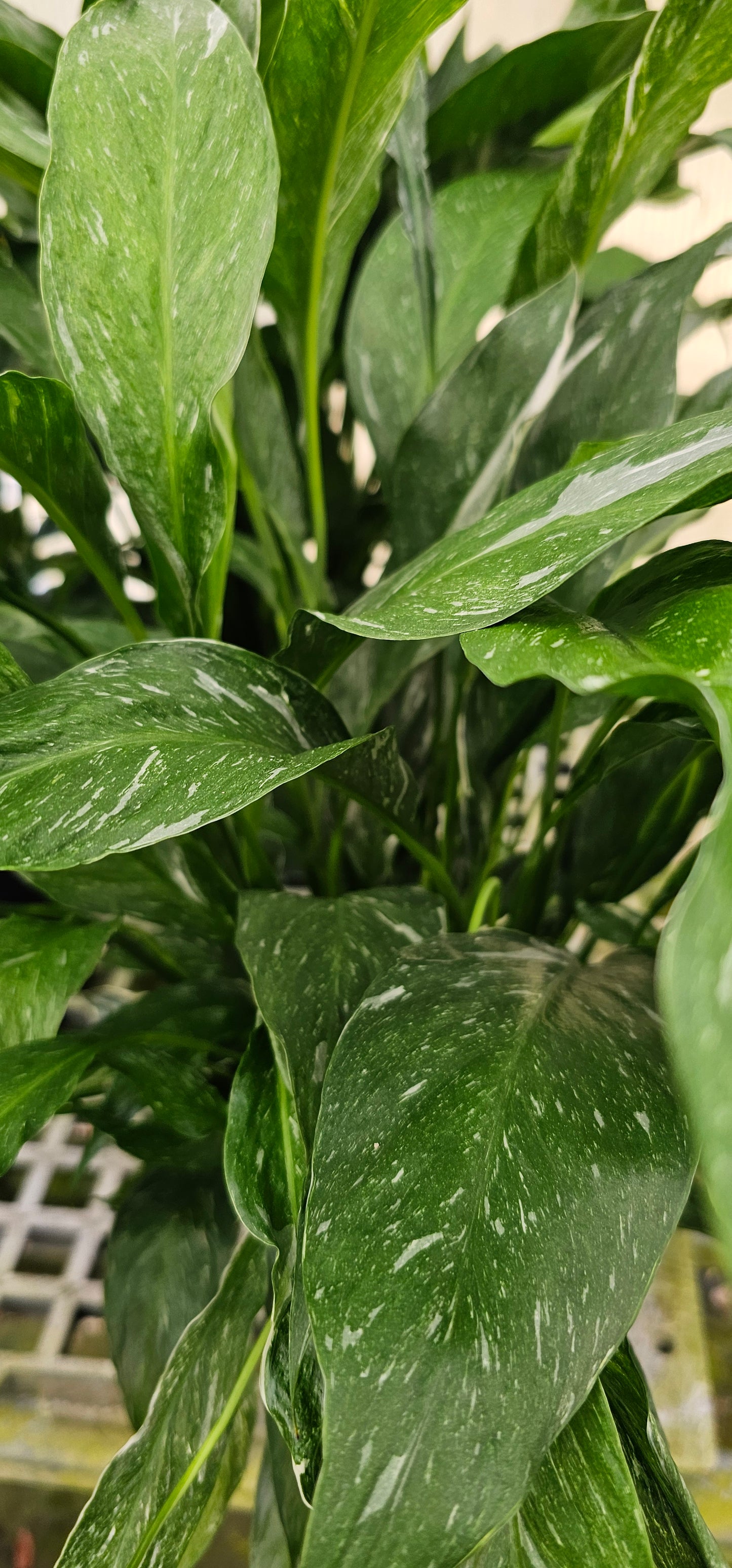 Peace Lily Domino Variegated