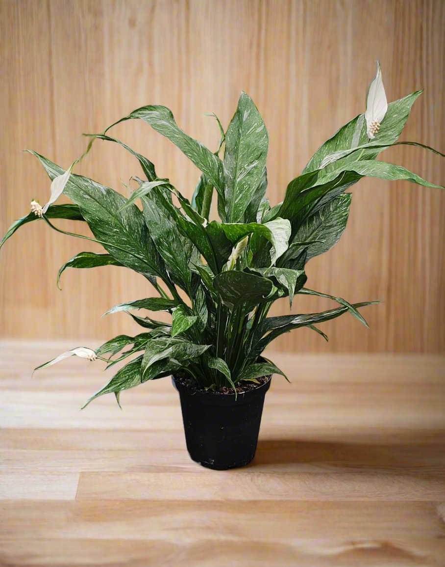 Peace Lily Domino Variegated