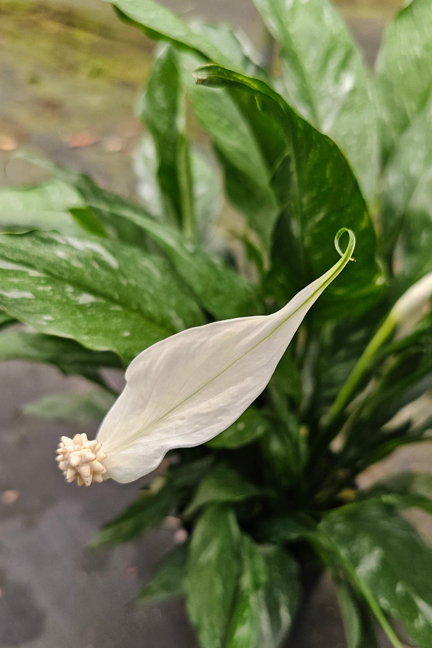 Peace Lily Domino Variegated