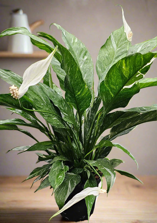 Peace Lily Domino Variegated