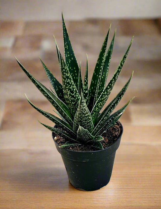 Gasteria Kyaka