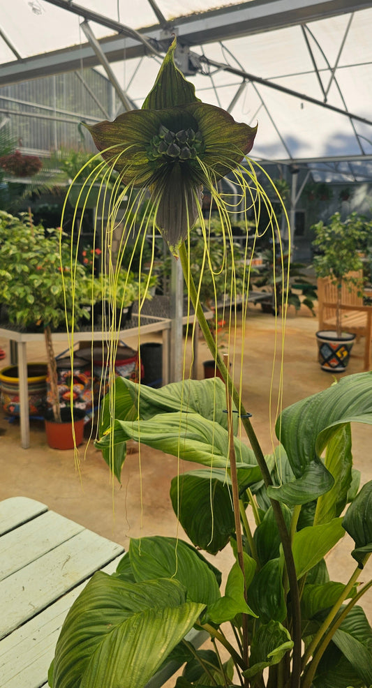 Black Bat Flower - Tacca Chantrieri