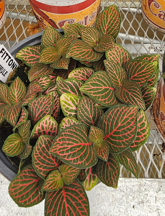 Fittonia Flammule