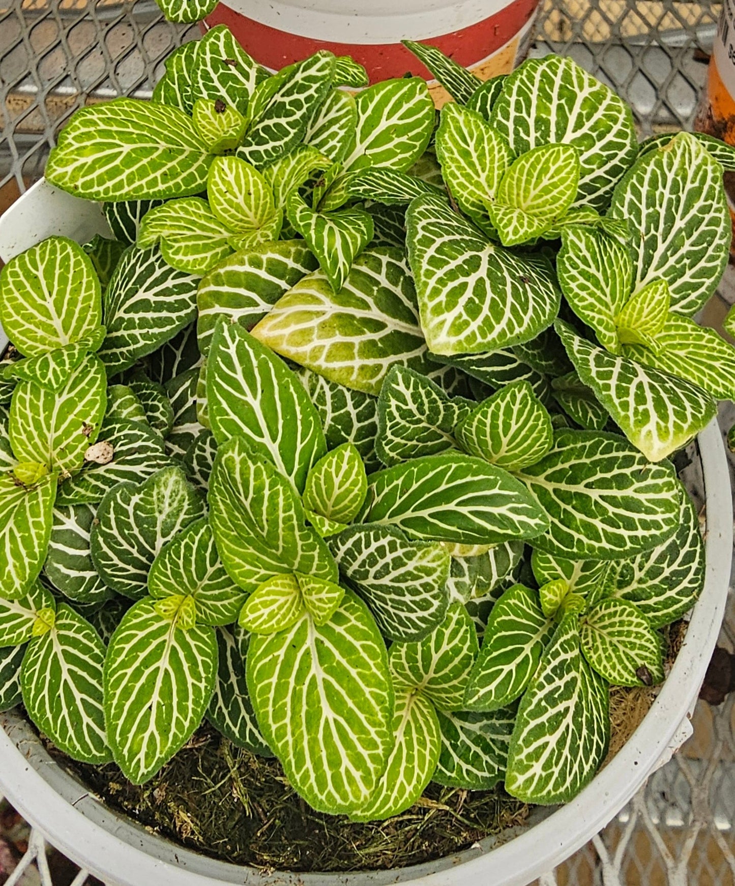 Fittonia Lemon