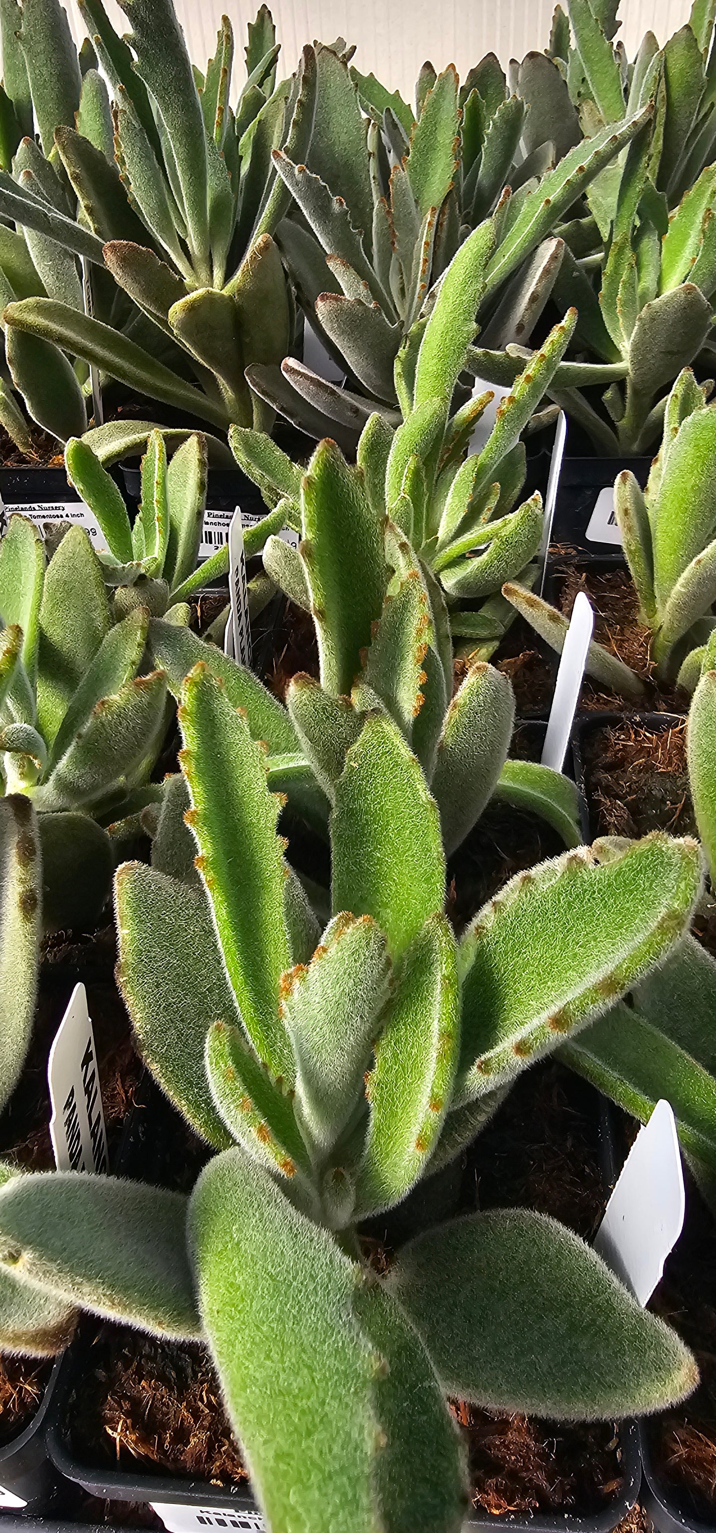 Kalanchoe Panda Plant