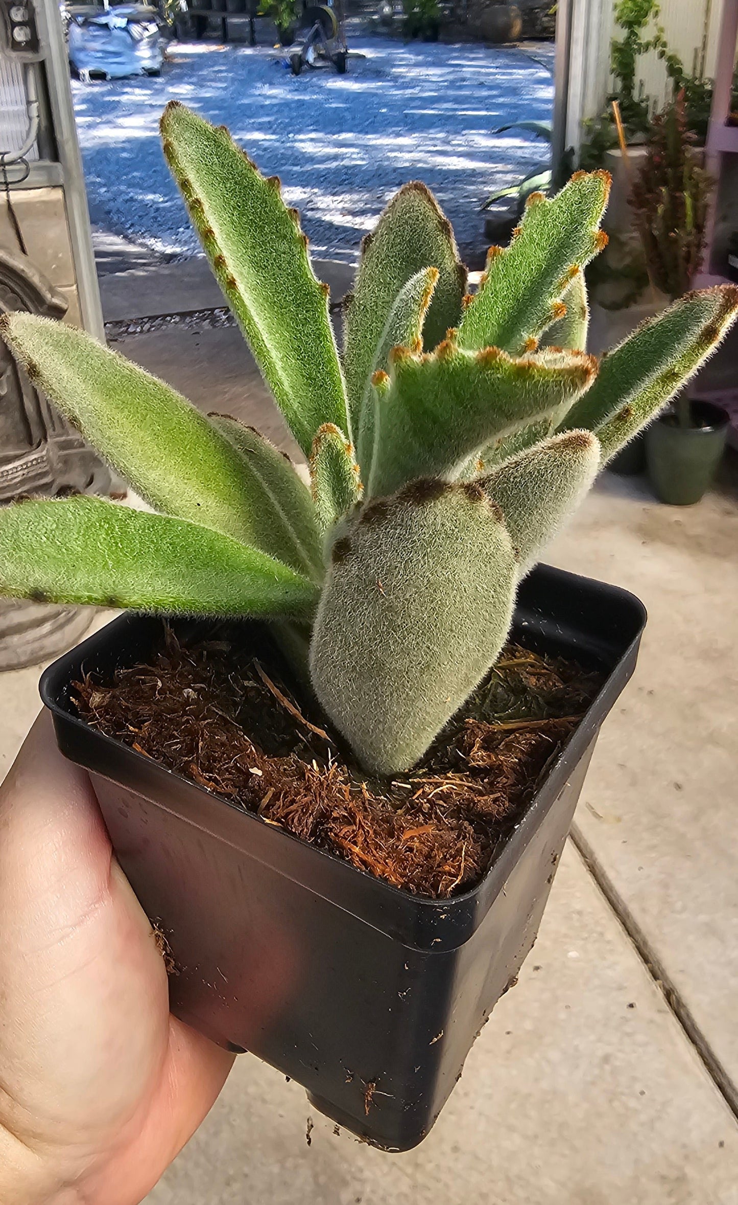 Kalanchoe Panda Plant