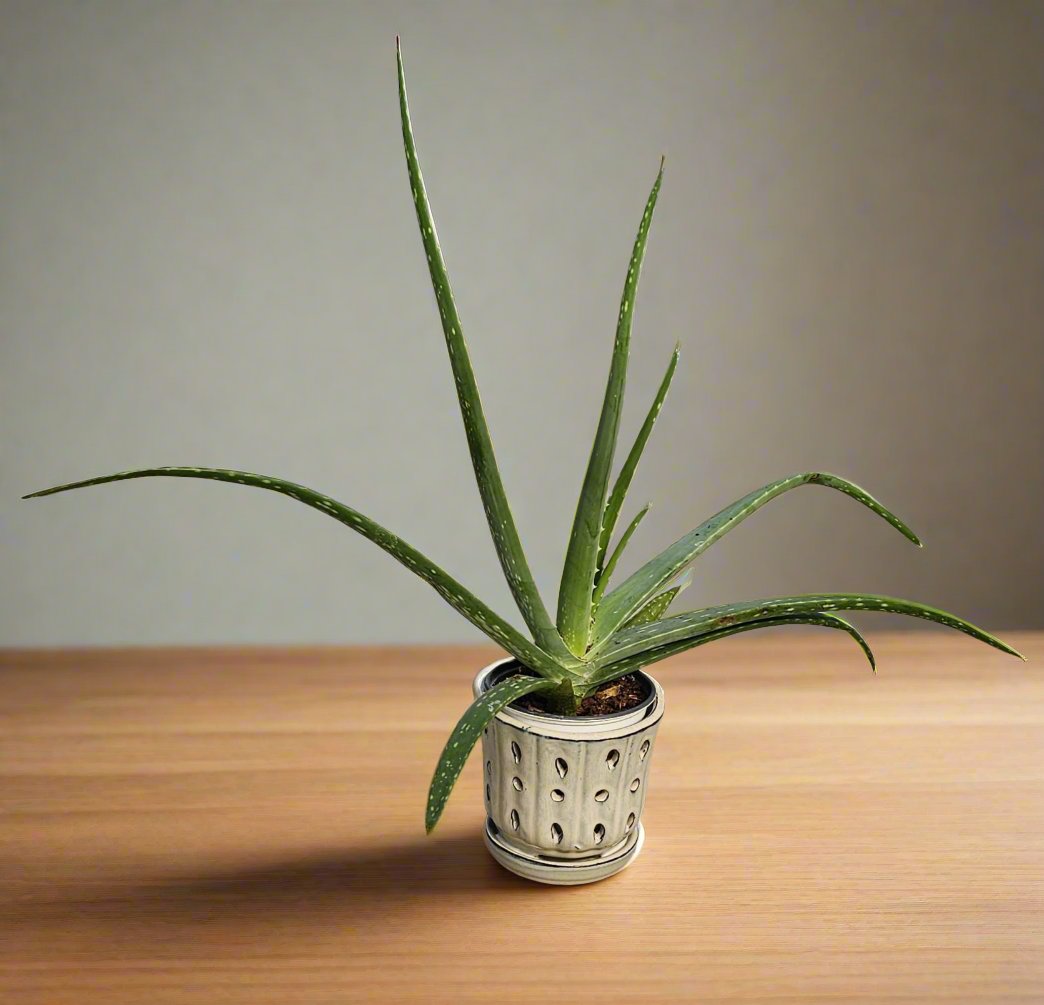 Aloe Vera