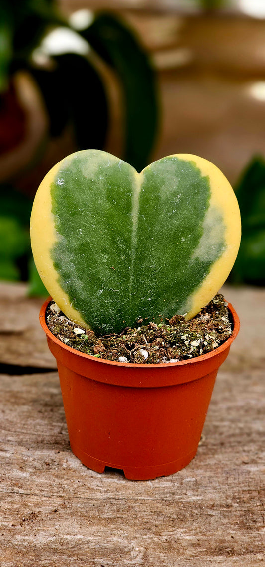 Hoya Kerrii Variegated Heart