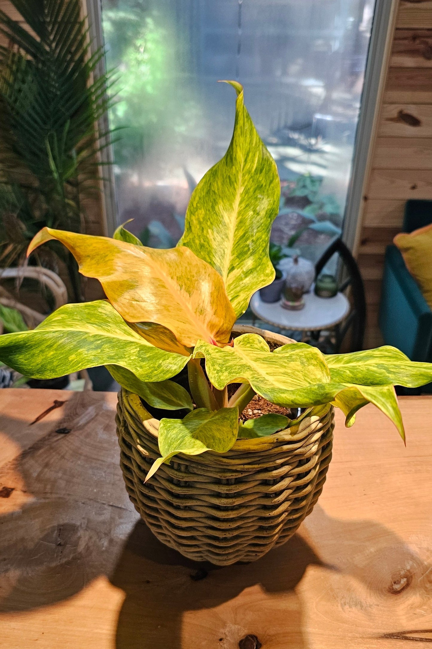 Philodendron 'Orange Marmalade'