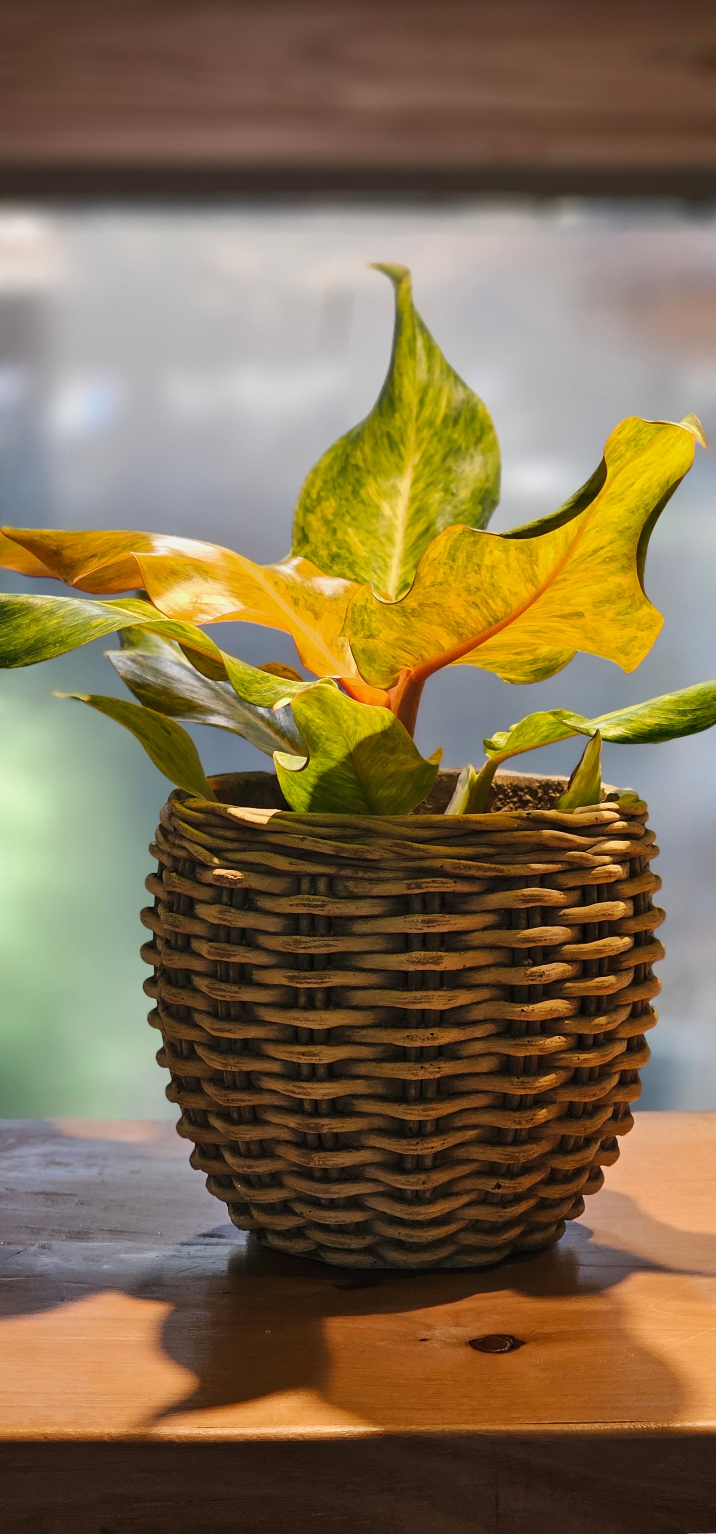 Philodendron 'Orange Marmalade'