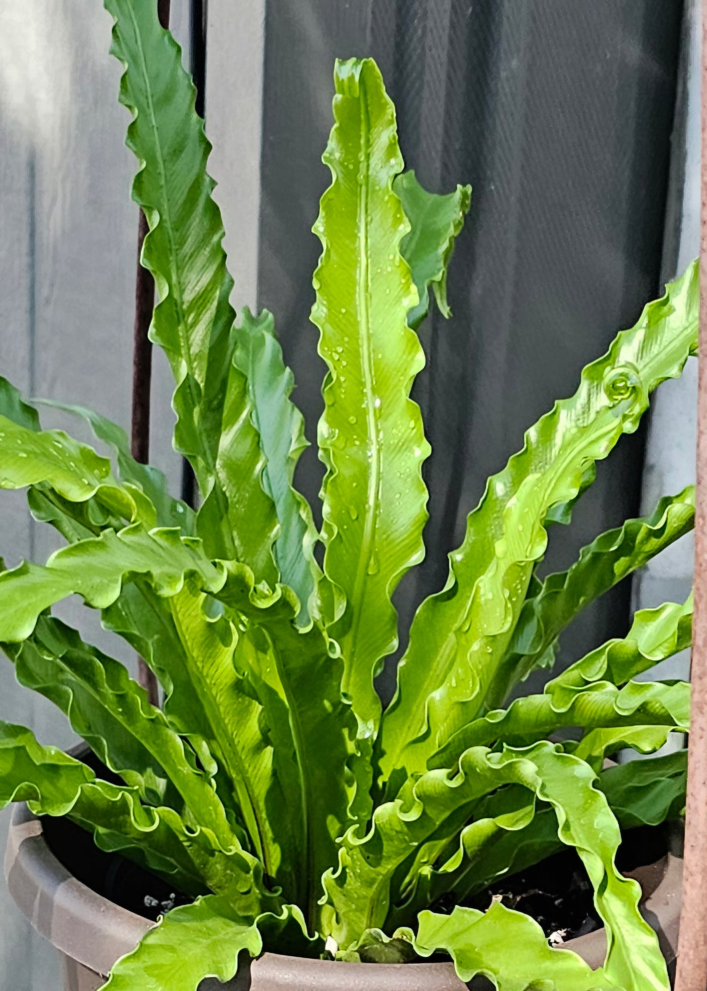 Fern Birdsnest Victoria