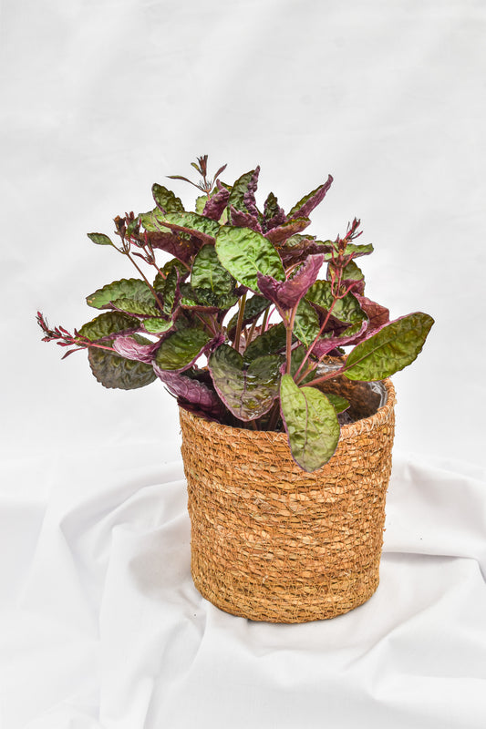Purple Waffle Plant, Red Ivy