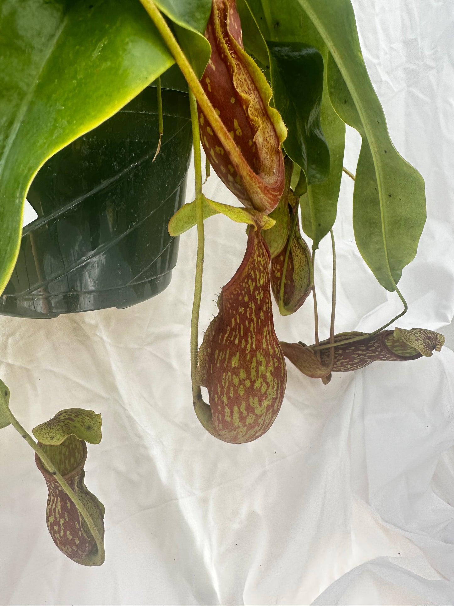 Nepenthes gaya pitcher plant