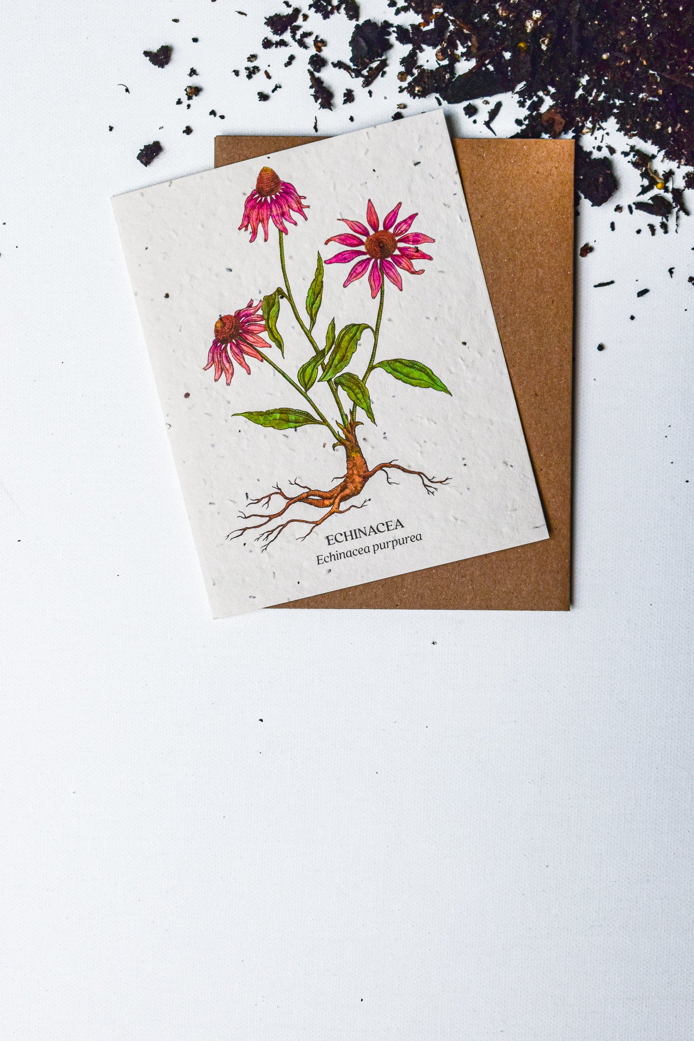 Echinacea Plantable Wildflower Card - Belle's Greenhouse