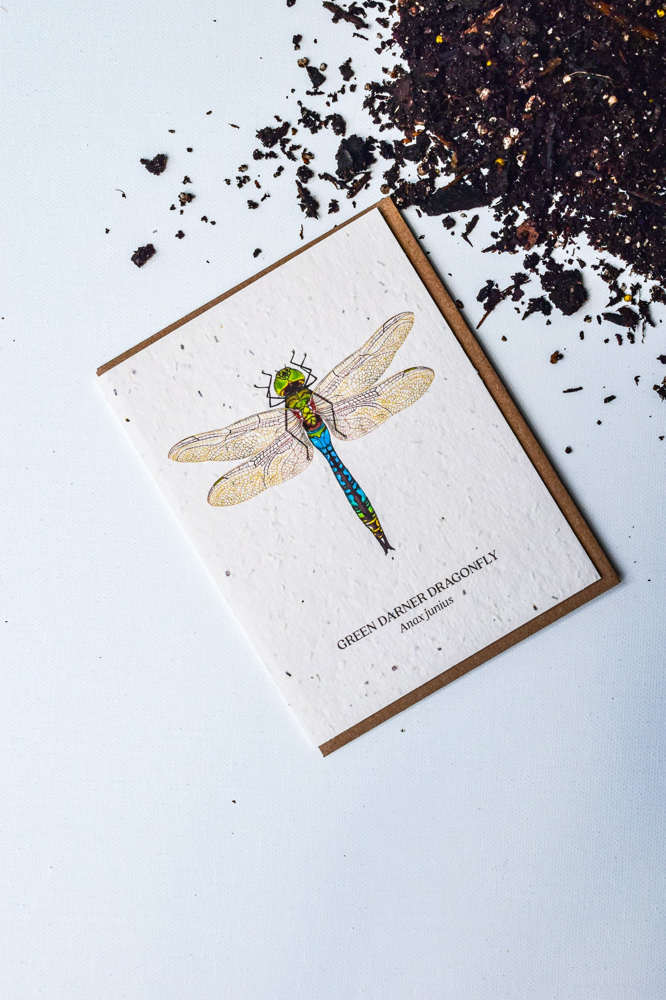 Green Darner Dragonfly Plantable Wildflower Card - Belle's Greenhouse