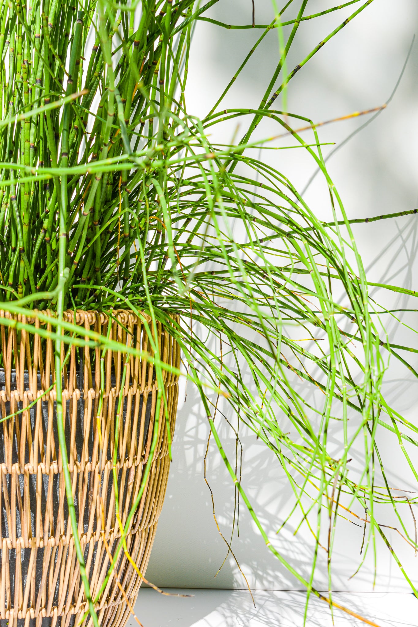 Horsetail plant - Belle's Greenhouse