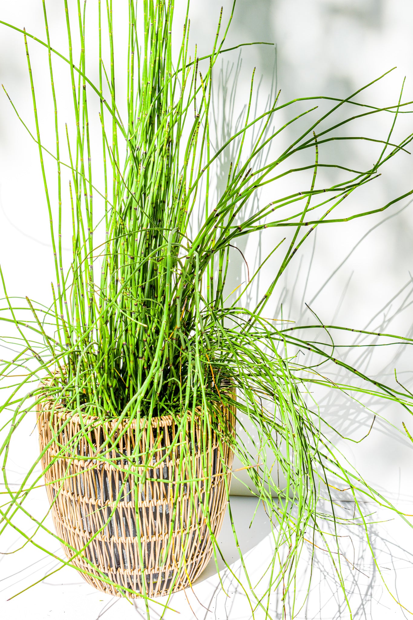 Horsetail plant - Belle's Greenhouse