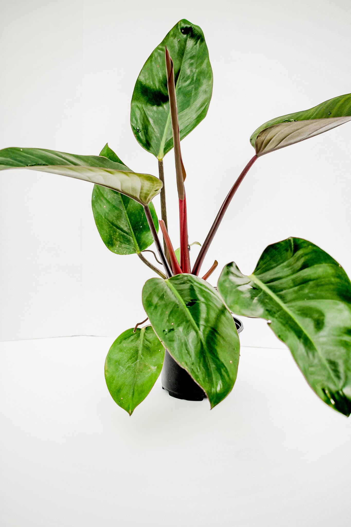 Philodendron “Imperial Red” - Belle's Greenhouse