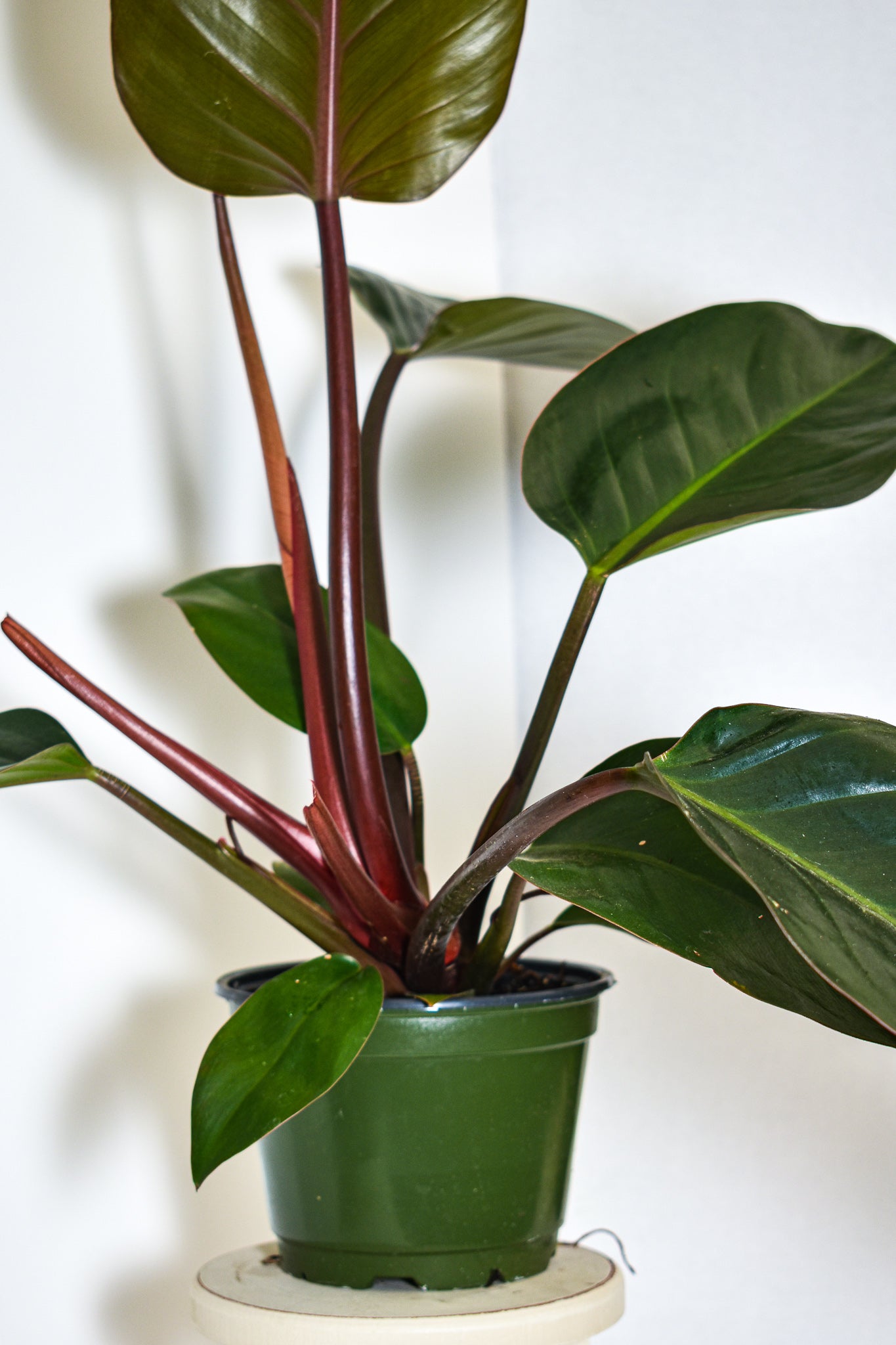 Philodendron “Imperial Red” - Belle's Greenhouse