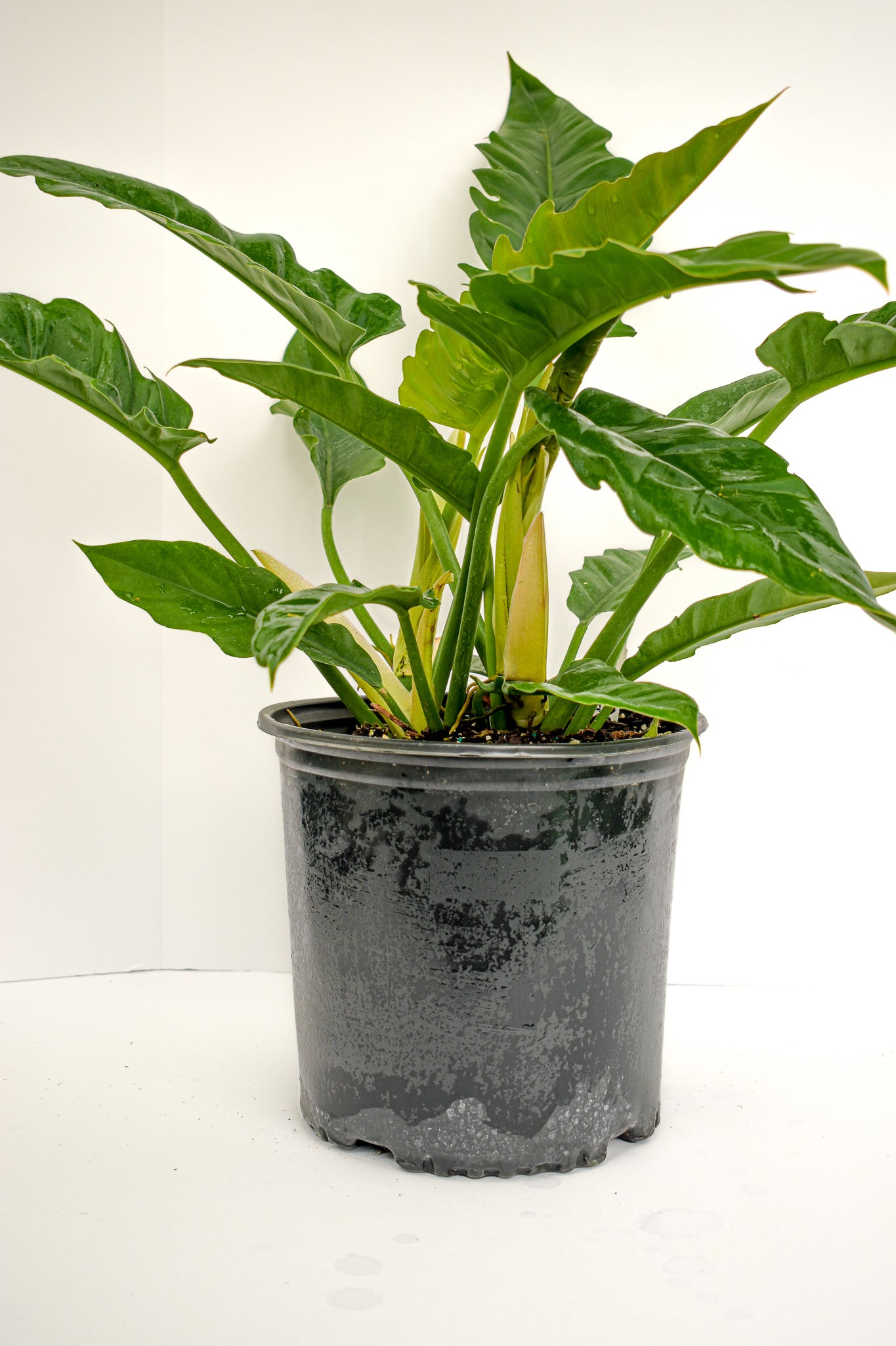 Philodendron Jungle Boogie ( Philodendron Tiger Tooth, Philodendron Narrow) - Belle's Greenhouse