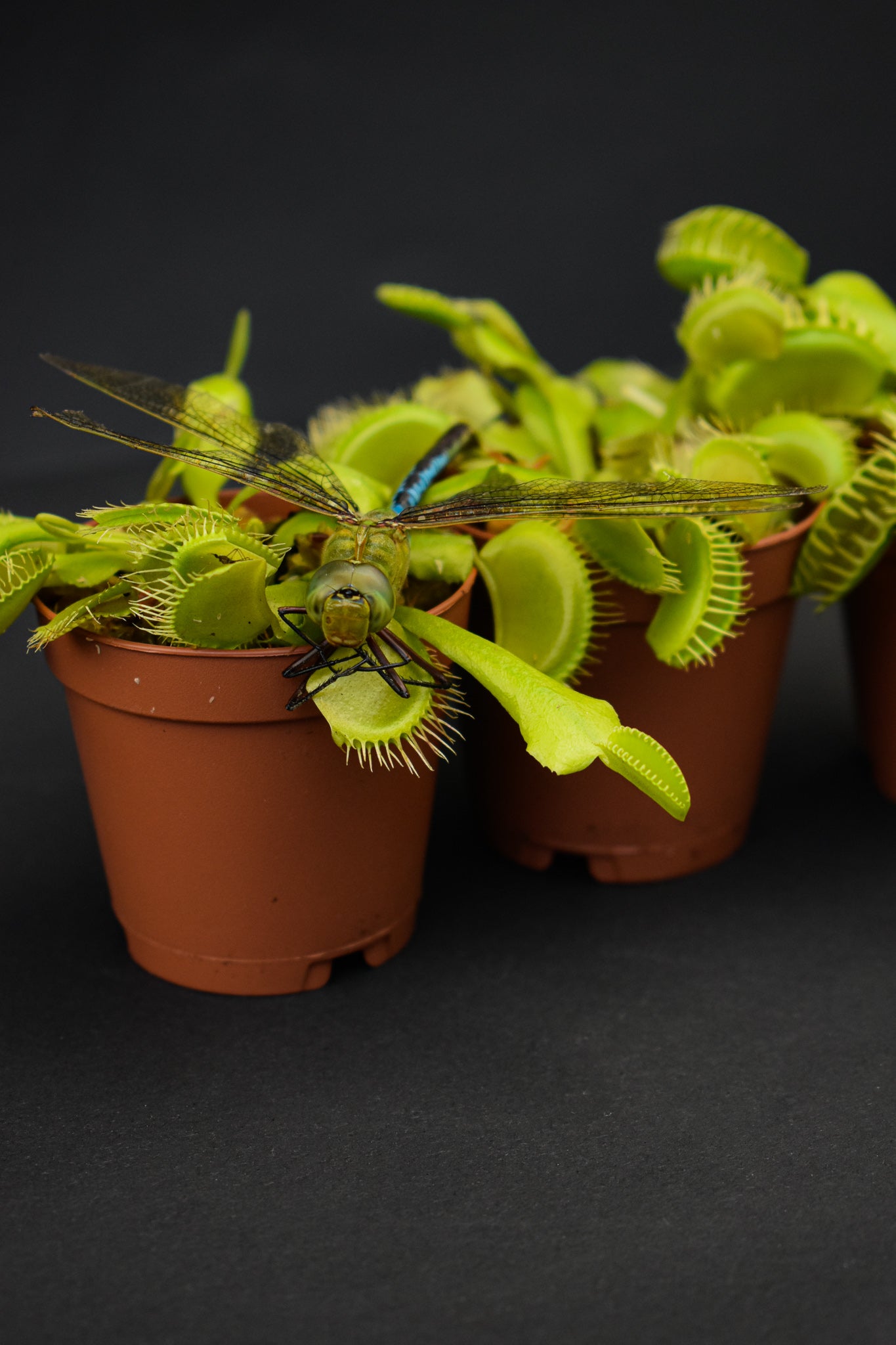 1x Adult Plant: Classic Venus Flytrap Dionaea Muscipula –
